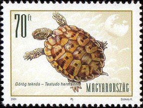 Colnect-661-603-Hermann--s-Tortoise-Testudo-hermanni.jpg