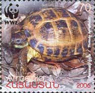 Colnect-787-091-Horsfield--s-Tortoise-Testudo-horsfieldii.jpg