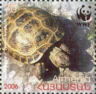 Colnect-787-092-Horsfield--s-Tortoise-Testudo-horsfieldii.jpg