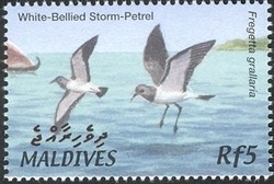 Colnect-961-813-White-bellied-Storm-petrel-Fregetta-grallaria.jpg