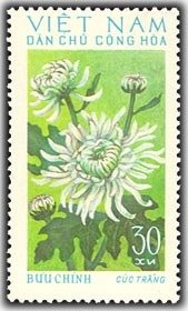 Colnect-1625-657-Cuc-Trang-Chrysanthemum.jpg