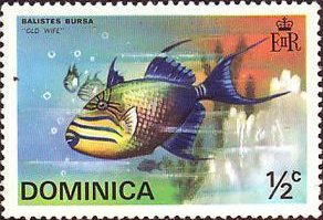 Colnect-3169-847-Boomerang-Triggerfish-Balistes-bursa.jpg