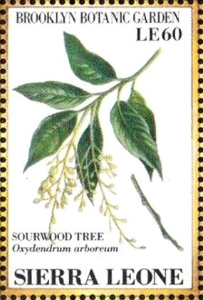 Colnect-4207-970-Sourwood-tree-Oxydendrum-arboreum.jpg