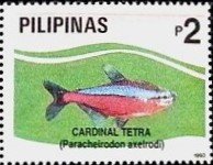 Colnect-4243-280-Cardinal-Tetra-Paracheirodon-axelrodi.jpg