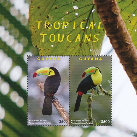 Colnect-4634-623-Tropical-Toucans.jpg