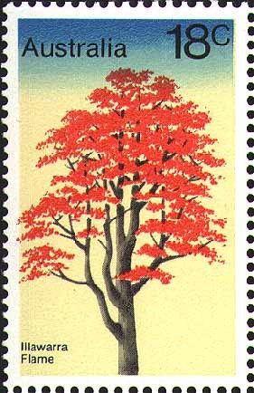 Colnect-476-981-Illawarra-Flame-Tree---Brachychiton-acerifolius.jpg