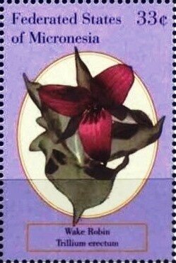 Colnect-5626-890-Trillium-erectum.jpg