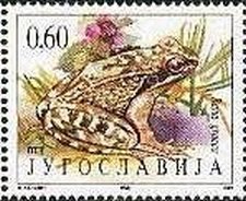 Colnect-875-481-Greek-Stream-Frog-Rana-graeca.jpg