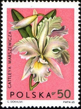 Colnect-3066-476-Cattleya-warszewicza.jpg