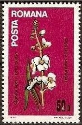 Colnect-556-321-Sagittaria-Sagittifolia.jpg