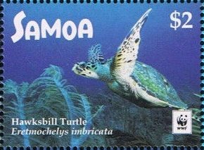 Colnect-4411-826-Hawksbill-sea-turtle-Eretmochelys-imbricata.jpg