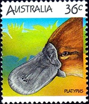 Colnect-1093-913-Duck-billed-Platypus-Ornithorhynchus-anatinus.jpg