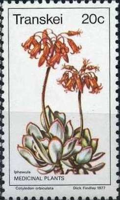 Colnect-1712-282-Cotyledon-orbiculata.jpg