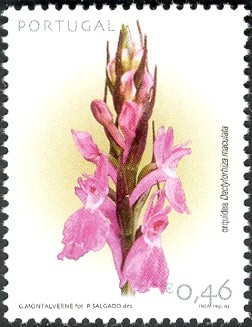 Colnect-568-014-Dactylorhiza-maculata.jpg