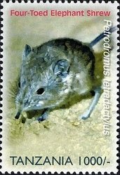 Colnect-1691-007-Four-toed-Elephant-Shrew-Petrodromus-tetradactylus.jpg