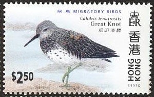 Colnect-1893-542-Great-Knot-Calidris-tenuirostris-.jpg