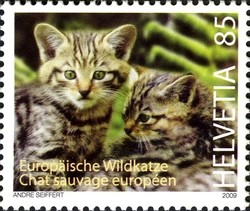 Colnect-558-143-European-Wildcat-Felis-silvestris-silvestris.jpg