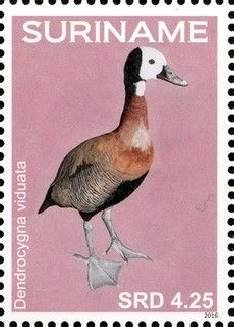 Colnect-4204-525-Dendrocygna-viduata-White-faced-Whistling-Duck.jpg