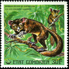 Colnect-3040-068-Aye-aye-Daubentonia-madagascariensis.jpg