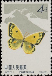 Colnect-487-246-Everest-Clouded-Yellow-Colias-berylia.jpg