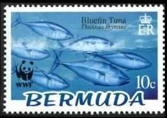 Colnect-1340-236-Atlantic-Bluefin-Tuna-Thunnus-thynnus.jpg