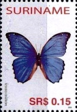 Colnect-3488-048-Giant-Blue-Morpho-Morpho-didius.jpg