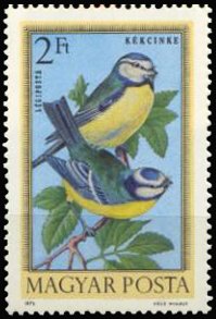 Colnect-893-979-Eurasian-Blue-Tit-Cyanistes-caeruleus.jpg