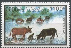 Colnect-3545-867-Buffalos-in-Water.jpg