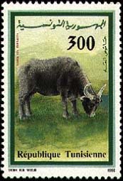 Colnect-552-106-Water-Buffalo-Bubalus-bubalis.jpg