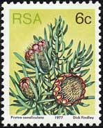 Colnect-772-837-Groove-leaf-sugarbush-Protea-canaliculata.jpg