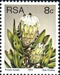 Colnect-772-848-Forest-sugarbush-Protea-mundii.jpg