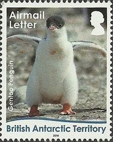 Colnect-3716-122-Gentoo-Penguin-Pygoscelis-papua-Adult.jpg