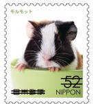 Colnect-3816-903-Domestic-Guinea-Pig-Cavia-Porcellus.jpg