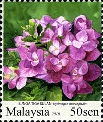 Colnect-1434-522-Bunga-tiga-bulan---Hydrangea-macrophylla.jpg