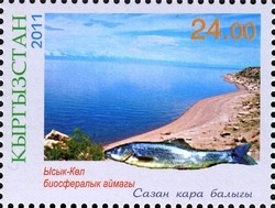 Colnect-1535-299-Issyk-Kul-Issyk-Kul-Marinka-Schizothorax-issykkuli.jpg