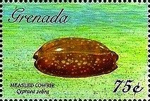 Colnect-4569-461-Reticulated-cowrie-helmet.jpg