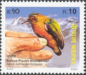 Colnect-550-437-Rufous-Piculet-nbsp-Sasia-abnormis.jpg