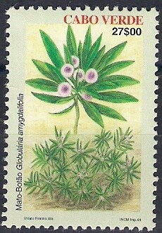 Colnect-5668-916-Globularia-amygdalifolia.jpg