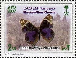 Colnect-1729-734-Blue-Pansy-Junonia-orithya-ssp-cheesmani.jpg