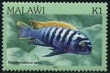 Colnect-1734-777-Zebra-Mbuna-Pseudotropheus-zebra.jpg