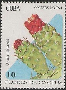 Colnect-1741-786-Opuntia-millspaughii.jpg