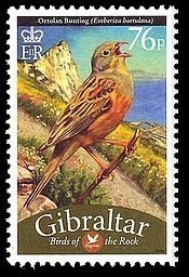 Colnect-1822-122-Ortolan-Bunting-Emberiza-hortulana.jpg