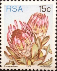 Broad-leaved-sugarbush-Protea-eximia.jpg