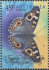 Colnect-2127-935-Meadow-Argus-Junonia-villida-calybe.jpg