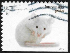 Colnect-3483-604-Mouse-Mus-musculus-f-domestica.jpg