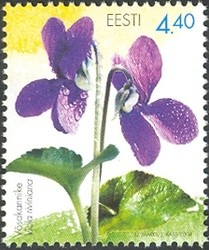 Colnect-403-502-Viola-riviniana.jpg