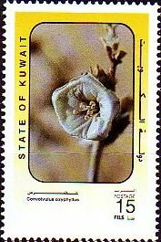 Colnect-5588-372-Convolvulus-oxyphyllus.jpg