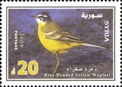 Colnect-1427-357-Yellow-Wagtail-Motacilla-flava.jpg