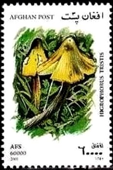 Colnect-2224-357-Blackening-Waxcap-Hygrophorus-tristis.jpg