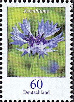 Colnect-6195-803-Cornflower---Centaurea-cyanus.jpg